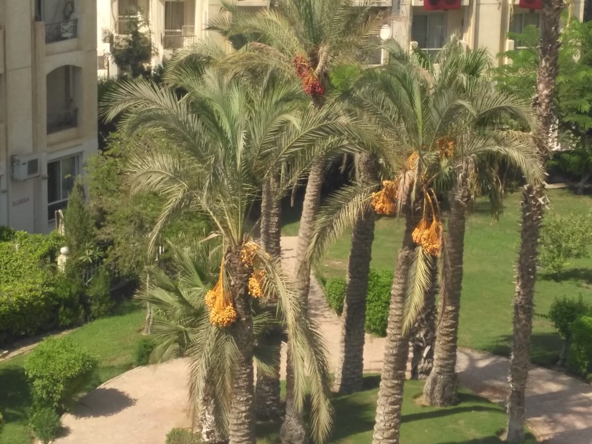 Apartment at Hadayek el Mohandesin | Forsa Property