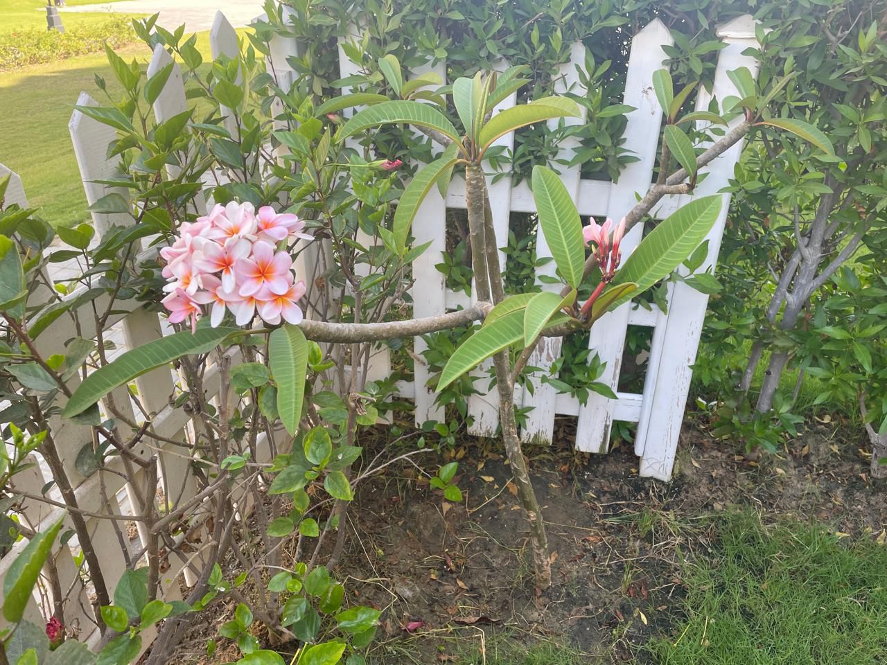 Chalet at Stella Heights | Forsa Property